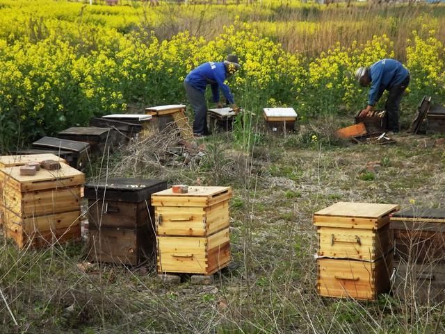 湖北蜂具廠家