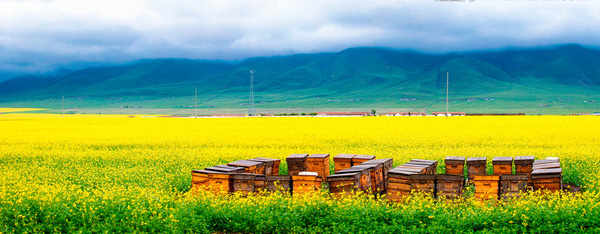 湖北蜂箱廠家